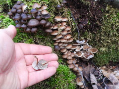 Mycena tintinnabulum