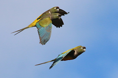 Cyanoliseus patagonus patagonus