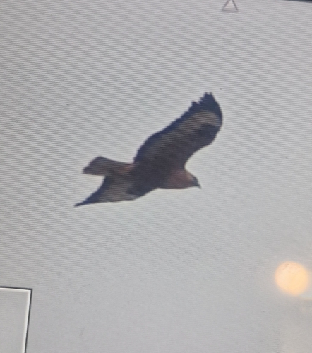 Northern Long-legged Buzzard