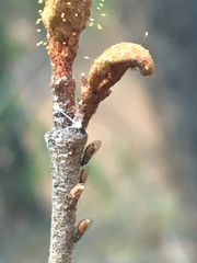 Bactericera shepherdiae