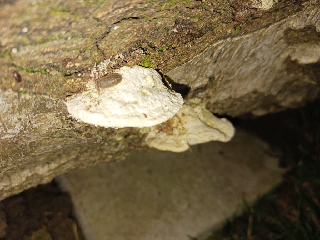 Trametes gibbosa · February 2026 · photo: © hcarey08 (iNaturalist, cc-by)