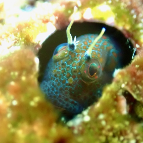 Barnaclebill Blenny (Hypsoblennius brevipinnis)