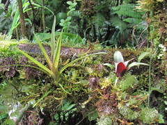 Werauhia hygrometrica