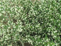 Asparagus multiflorus