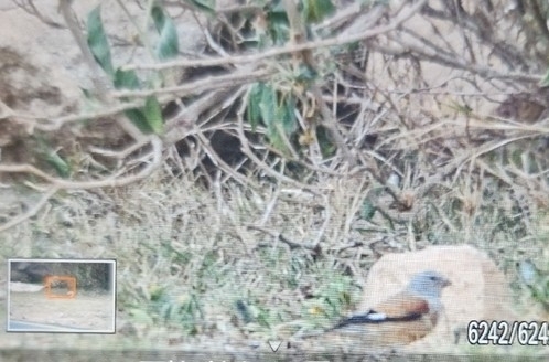 Yemen Linnet