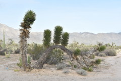 Yucca valida