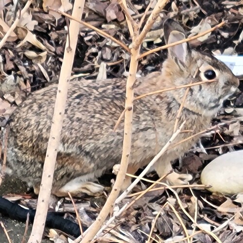 Eastern Cottontail photographed in Iowa