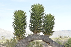 Yucca valida