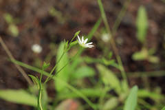 Stellaria crassifolia
