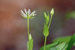 Stellaria crassifolia