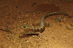 Eremiascincus richardsonii