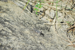 Gastrimargus marmoratus