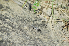 Gastrimargus marmoratus