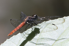 Lyriothemis cleis
