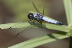 Aethriamanta gracilis
