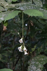 Utania cuspidata