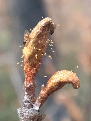 Bactericera shepherdiae