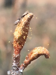 Bactericera shepherdiae