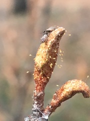 Bactericera shepherdiae