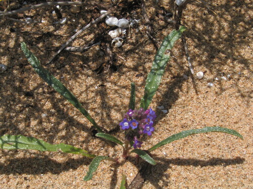 Anchusa calcarea (Anchusa calcarea)