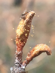 Bactericera shepherdiae