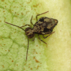 Ptenothrix maculosa