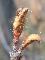 Bactericera shepherdiae