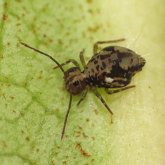 Ptenothrix maculosa