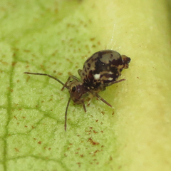 Ptenothrix maculosa