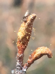 Bactericera shepherdiae