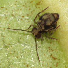Ptenothrix maculosa
