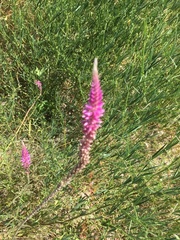 Hermbstaedtia fleckii