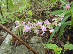 Thyrsanthemum floribundum