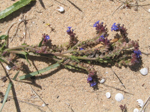 Anchusa calcarea (Anchusa calcarea)