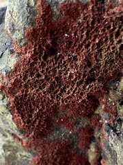Rhodochorton purpureum
