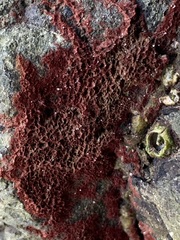 Rhodochorton purpureum