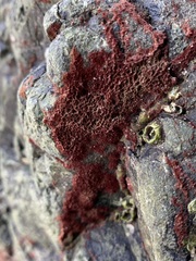 Rhodochorton purpureum