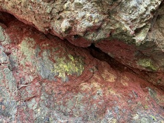 Rhodochorton purpureum