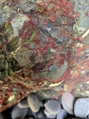 Rhodochorton purpureum