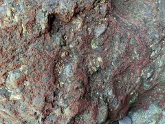 Rhodochorton purpureum