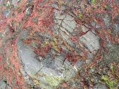 Rhodochorton purpureum