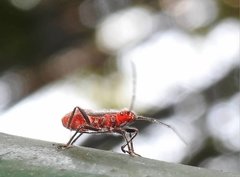 Thunbergia marginata