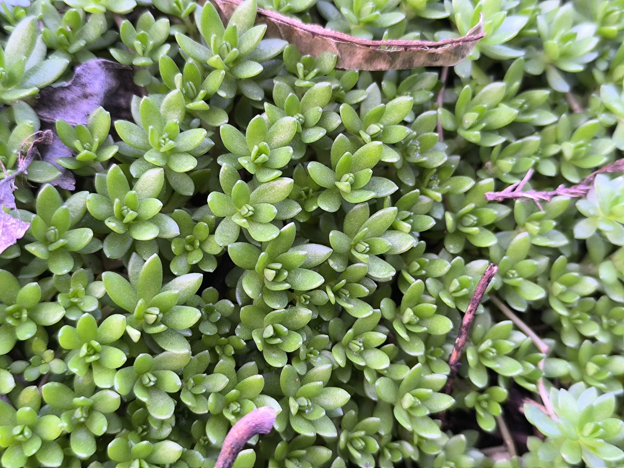 Imagem de sedum