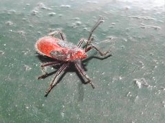 Thunbergia marginata