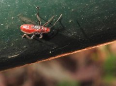 Thunbergia marginata