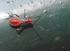 Thunbergia marginata