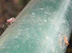 Thunbergia marginata