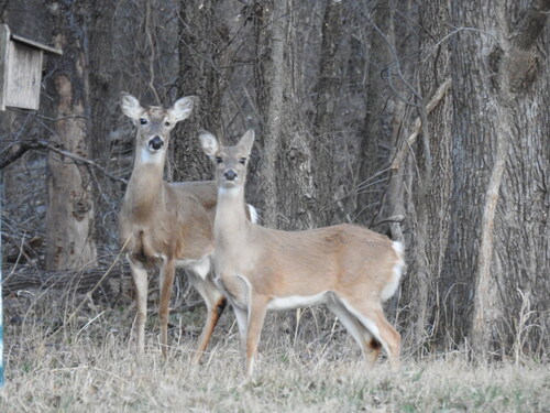White-tailed Deer