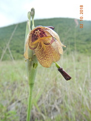 Tigridia vanhouttei roldanii