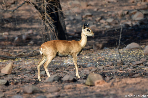 Oribi
